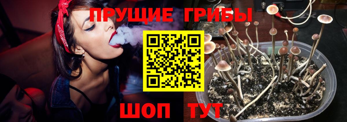 Псилоцибиновые грибы Psilocybe Череповец